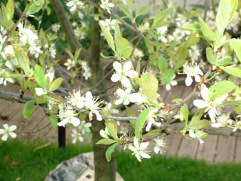 BlossomingPlumTree