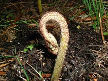 Din'tI pick themALLyesterday